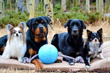 Barkara | Dog SUV Bed Foam Support Portable for Large Breeds, 3 Sizes