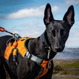 Muzzwick | Dog Escape-Proof Harness for Whippets and Greyhounds Reflective