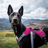Muzzwick | Dog Escape-Proof Harness for Whippets and Greyhounds Reflective