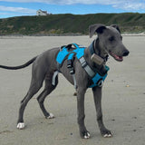 Veldune | Dog Escape-Proof Harness for Whippets and Greyhounds Reflective