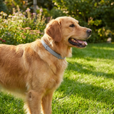 Pawcrest | Dog Pest Control Collar Adjustable Fit for All Breeds