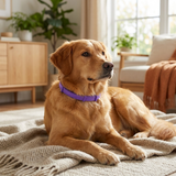 Serenita | Dog Calming Collar Adjustable for All Breeds with Pheromone Release