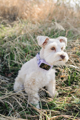 Copperpaw | Dog Wireless GPS Fence with Customizable Boundaries, Rechargeable