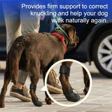Brinlow | Dog Knuckling Support Brace Adjustable, XS to L for All Breeds