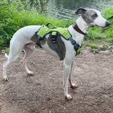 Veldune | Dog Escape-Proof Harness for Whippets and Greyhounds Reflective