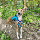 Veldune | Dog Escape-Proof Harness for Whippets and Greyhounds Reflective