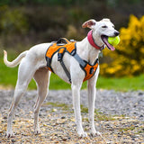 Veldune | Dog Escape-Proof Harness for Whippets and Greyhounds Reflective