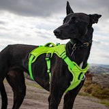 Veldune | Dog Escape-Proof Harness for Whippets and Greyhounds Reflective