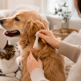 Hawkven | Dog Flea and Tick Spot-On Natural Ingredients Long-Lasting