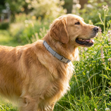 Pawcrest | Dog Pest Control Collar Adjustable Fit for All Breeds