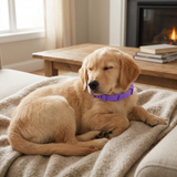 Serenita | Dog Calming Collar Adjustable for All Breeds with Pheromone Release