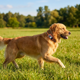 Velmar | Dog GPS Tracker Real-Time Location Monitoring, Durable