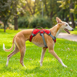 Veldune | Dog Escape-Proof Harness for Whippets and Greyhounds Reflective