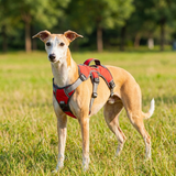 Veldune | Dog Escape-Proof Harness for Whippets and Greyhounds Reflective