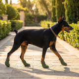 Pawtura | Dog Boots Ventilated Secure Fit for Hot Pavement, All Sizes