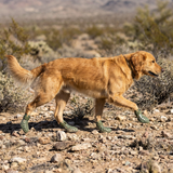 Mojave Paw Boot | Dog Boot with Adjustable Strap for Paw Protection