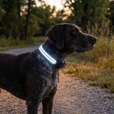 Lumina | Dog LED Collar Flashing Adjustable Weather-Resistant, 6 Colors